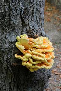 Laetiporus sulphureus image