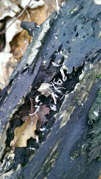 Xylaria hypoxylon image