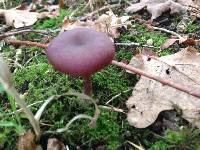 Laccaria amethystina image