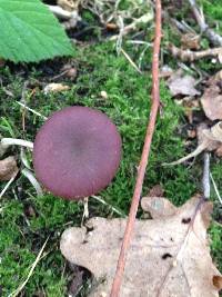 Laccaria amethystina image