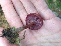 Laccaria amethystina image