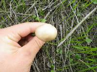 Psathyrella longipes image