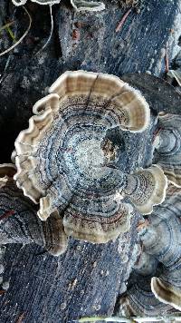 Trametes versicolor image