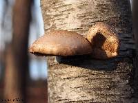 Fomitopsis betulina image