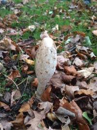 Coprinus comatus image