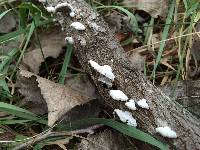 Schizophyllum commune image