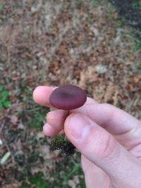 Laccaria amethystina image