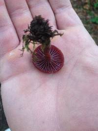 Laccaria amethystina image