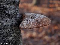 Piptoporus betulinus image