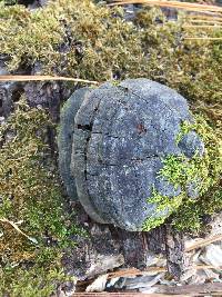 Fomes fomentarius image