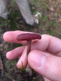 Laccaria amethystina image