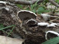 Schizophyllum commune image