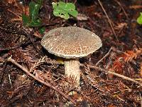 Boletus chrysenteron image