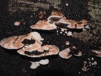 Fomitopsis cajanderi image