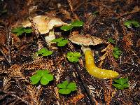 Suillus caerulescens image