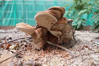 Ganoderma applanatum image