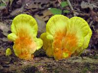 Laetiporus sulphureus image