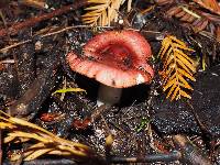 Russula cremoricolor image