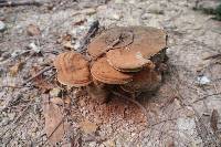 Ganoderma applanatum image