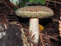 Boletus chrysenteron image