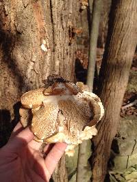 Pleurotus ostreatus image