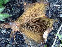 Omphalotus olivascens image