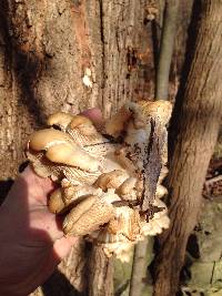 Pleurotus ostreatus image