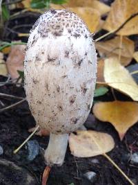 Coprinus comatus image