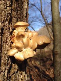 Pleurotus ostreatus image