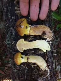 Suillus ponderosus image