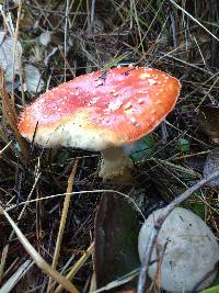 Amanita muscaria image