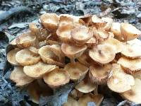 Armillaria tabescens image