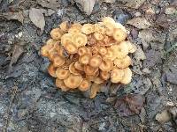 Armillaria tabescens image