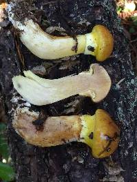 Suillus ponderosus image