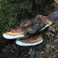 Fomitopsis pinicola image