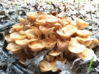 Armillaria tabescens image