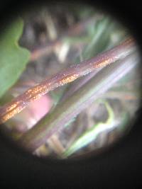 Puccinia lagenophorae image