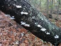 Schizophyllum commune image