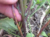 Puccinia lagenophorae image