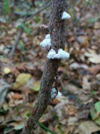 Schizophyllum commune image