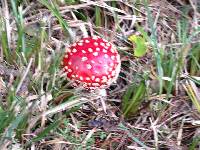 Amanita muscaria image