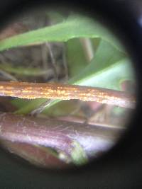 Puccinia lagenophorae image