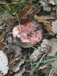 Hygrophorus russula image