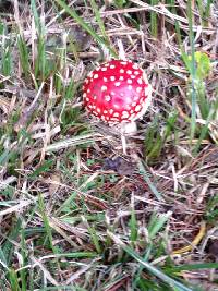 Amanita muscaria image