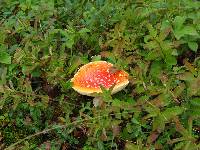 Amanita muscaria image