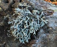 Hypogymnia heterophylla image