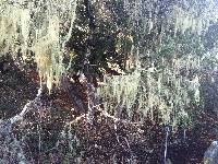 Ramalina menziesii image