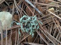 Ramalina farinacea image