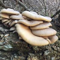 Pleurotus ostreatus image