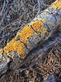 Xanthoria parietina var. parietina image